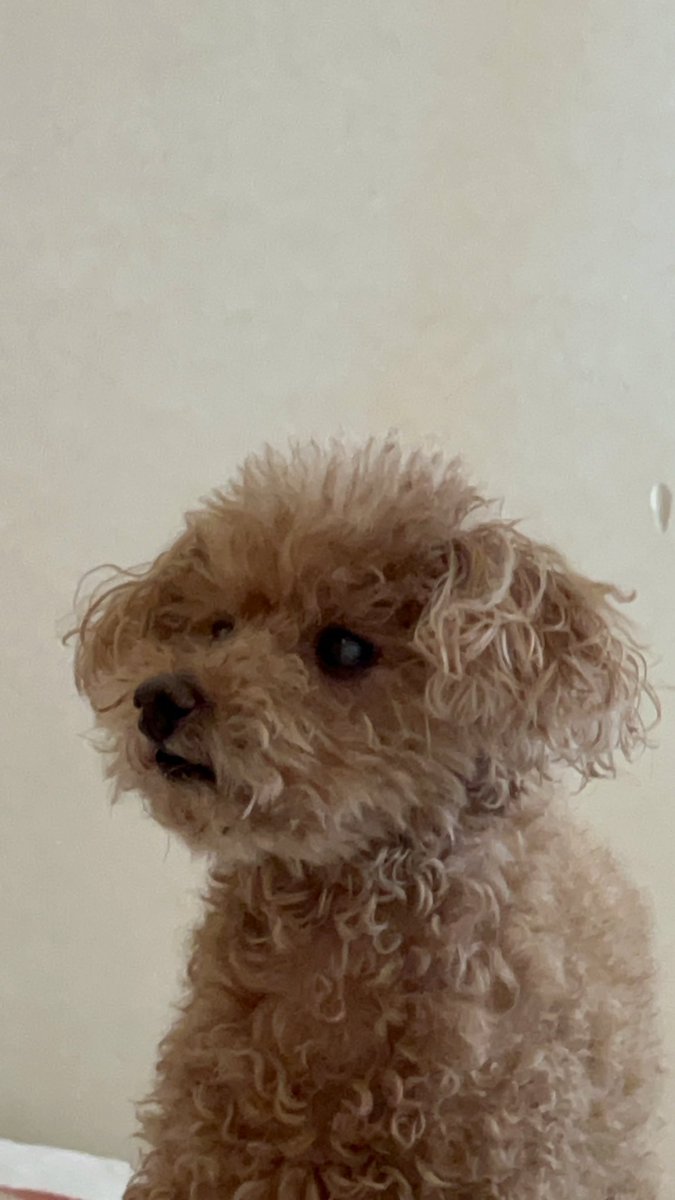 🐶「ほら、どーせ色白が好きなんだよ。ね？」