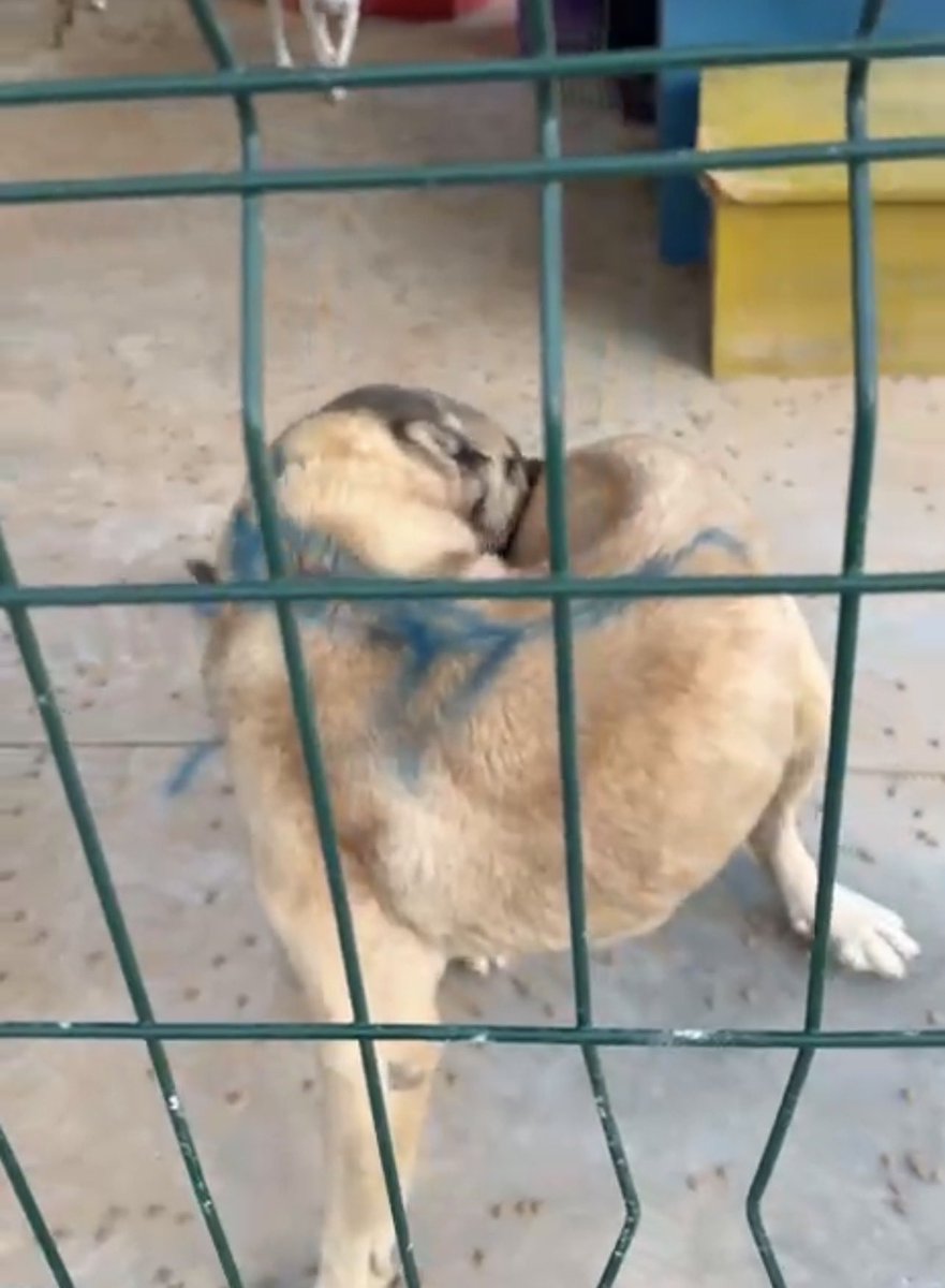 Antalya KAŞ barınağındaki bazı köpekler işaretlenerek, Antalya Büyükşehir Belediyesinin yaşam alanına neden gönderilmek isteniyor?