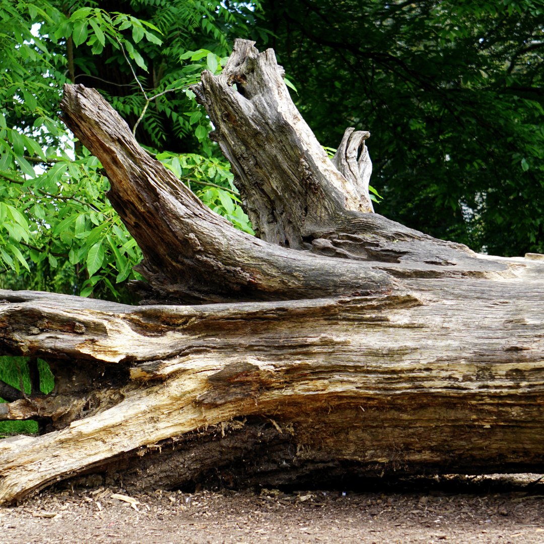 BrothersTree_'s tweet photo. Need a tree gone fast? Our expert team provides safe, efficient tree removal for homes and businesses. Book your free assessment today and reclaim your outdoor space! 🌳✂️ #TreeRemoval #PropertyCare https://t.co/44d5GPeEyR