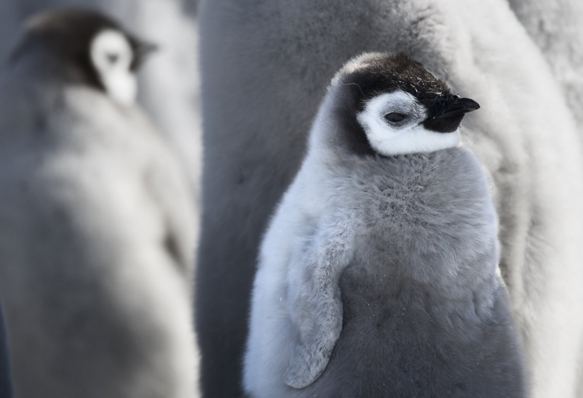 AntarcticaSouth's tweet image. We are kicking off #WildWednesday with an icon: the emperor penguin.
🐧Scientific name: Aptenodytes forsteri 
📏Height: up to 4 feet tall (120 cm) 
⚖️Weight: up 85 pounds (40 kg) 
🌊Deepest-diving bird on Earth, reaching over 500 meters
asoc.org/learn/emperor-… 
📷 John Weller