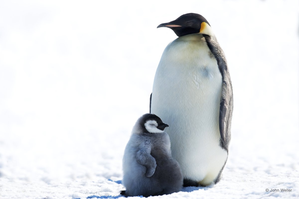 What an icon: Emperor penguin #wildwednesday @AntarcticaSouth