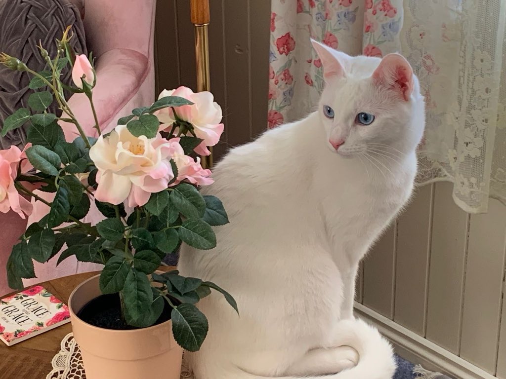 Lily ✮⋆˙ tweet media