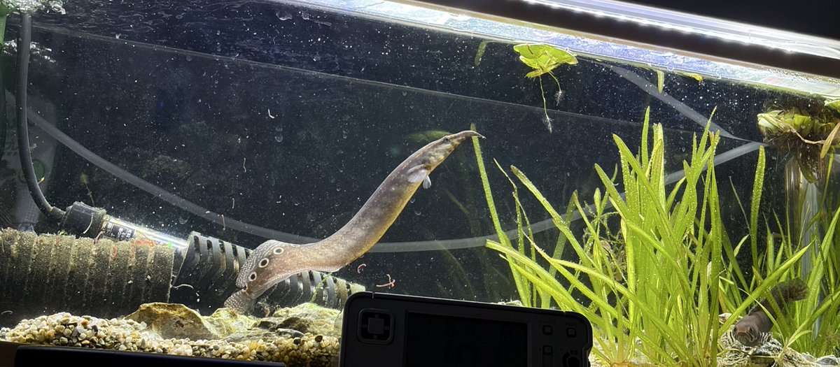 タイガースパイニーイールが可愛すぎる。スネへとも仲良くしててよい