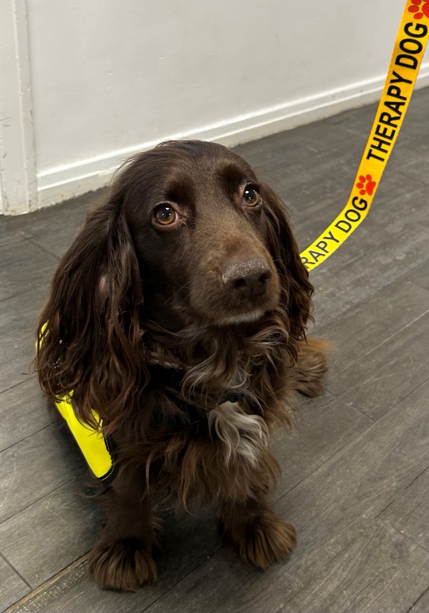 CottenhamVC's tweet image. A huge welcome to Maddy, our Therapy Dog, who has joined our school community!