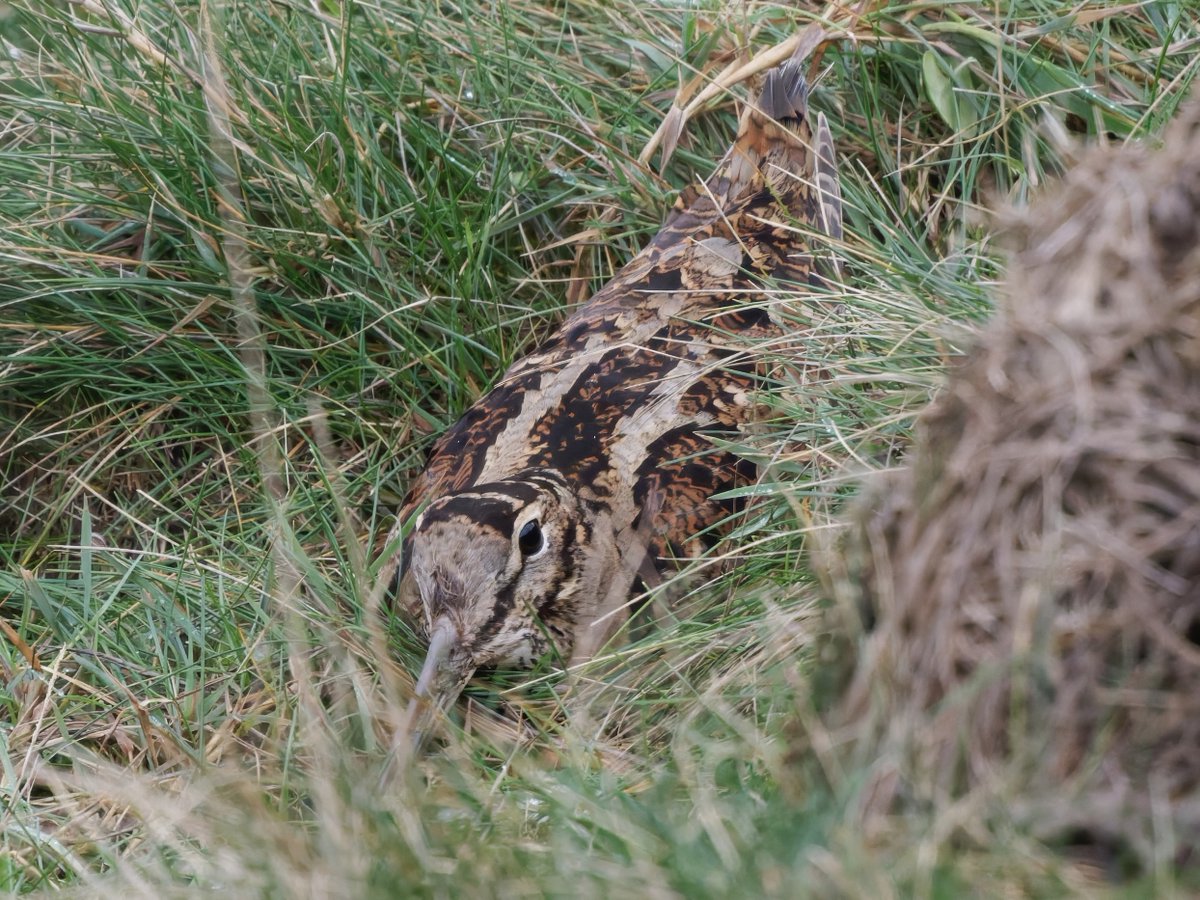 Ian Howard tweet media