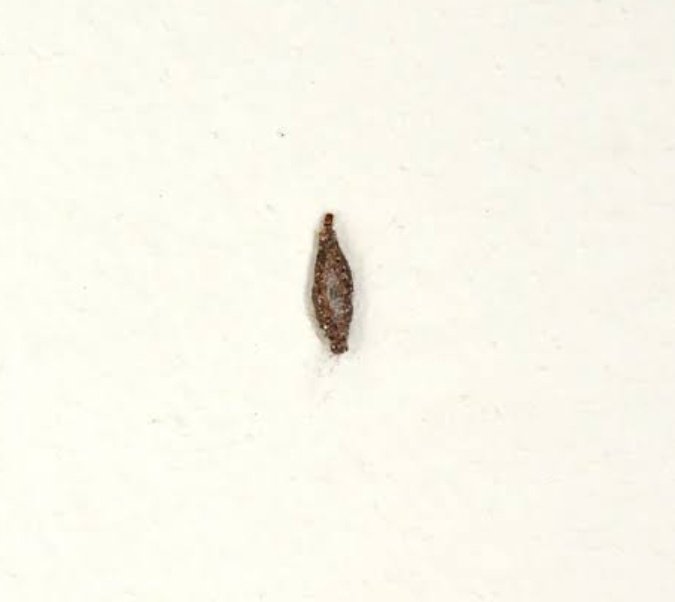 NoFilterSkin's tweet image. If you see this insect often around your bathroom, room or workspace…

This is called a household casebearer.

At first, you might think they’re just harmless little flies, but seeing them a lot is a sign your space is hiding dust, cobwebs and neglected areas.

READ MORE 👇🏾