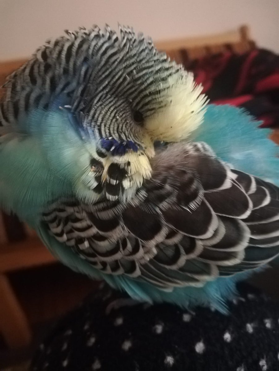 "Muhabbet kuşumuz öldü/Arkasında uçuşan tüyleriyle mavi bir sonbahar bırakarak/Biliyorsun ölüm mavi boş bir kafestir kimi zaman /Acıyı hangi dile tercüme etsek şimdi yalan olur Pollyanna"  demiş.
balkonumuza geldiğinden beri benim bebeğimdin, yakışıklım benim. cennette görüşürüz.