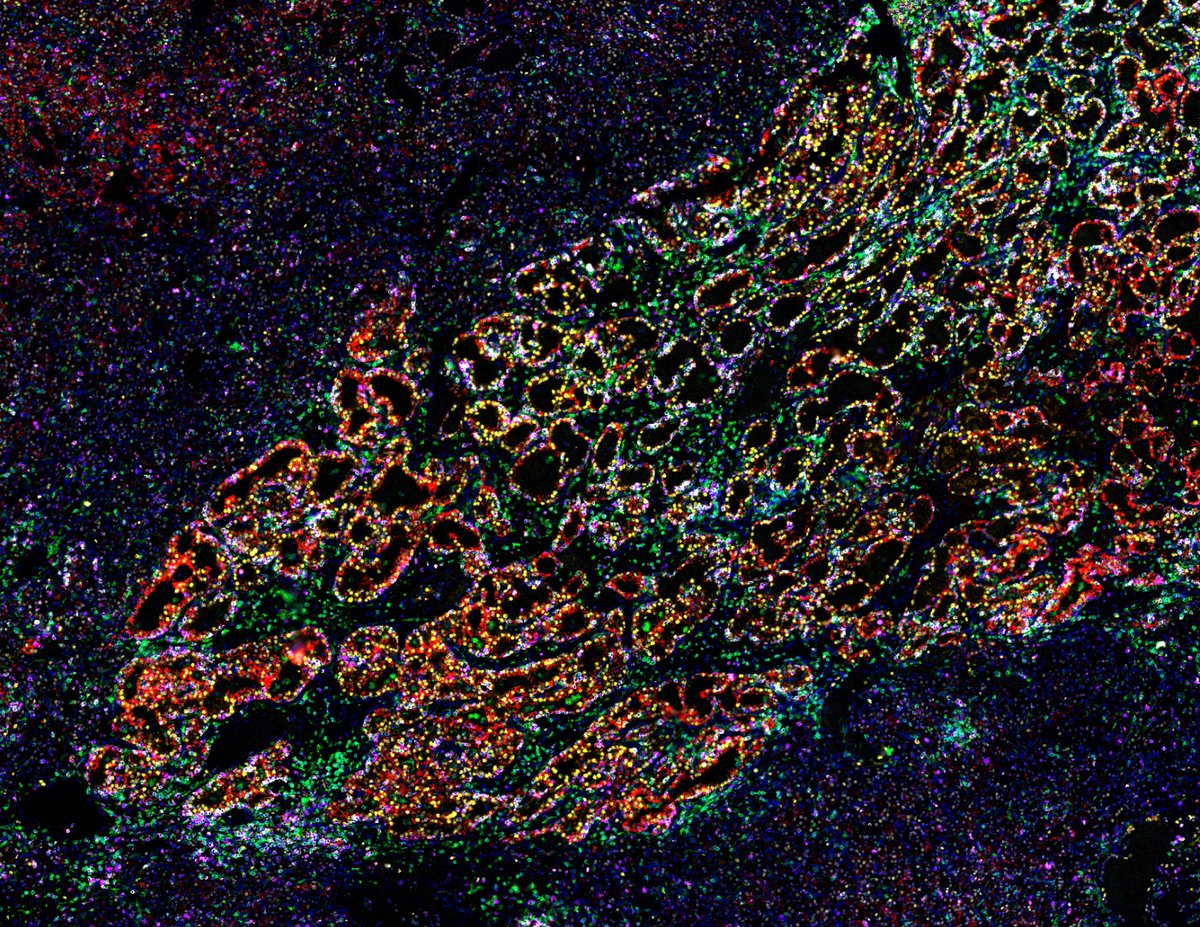 RareCyte, Inc. tweet media