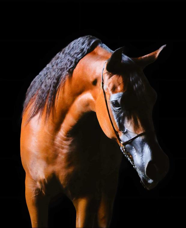 supportphotogs's tweet image. حين تتحول الإضاءة إلى لغة، والتكوين إلى توقيع.
هذا العمل لا يلتقط جمال الحصان فقط، بل يروي قوة الحركة، ونقاء الخط، وهيبة التفاصيل كما رآها المصوّر.
#صورة #عدسة #فن #لقطة #ريلز #خيل #حصان #سباق #عرب #فرس
#تصوير #كاميرا