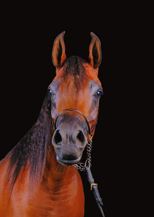 supportphotogs's tweet image. حين تتحول الإضاءة إلى لغة، والتكوين إلى توقيع.
هذا العمل لا يلتقط جمال الحصان فقط، بل يروي قوة الحركة، ونقاء الخط، وهيبة التفاصيل كما رآها المصوّر.
#صورة #عدسة #فن #لقطة #ريلز #خيل #حصان #سباق #عرب #فرس
#تصوير #كاميرا