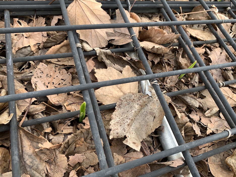 KenGortowski's tweet image. We had freezing cold and tons of snow in November/December, then it warmed up. So of course my first try at growing fall garlic had to send up 3 shoots to check things out. Normal I'm told, so no worries. The grid is to keep the squirrels out. They dig up everything.