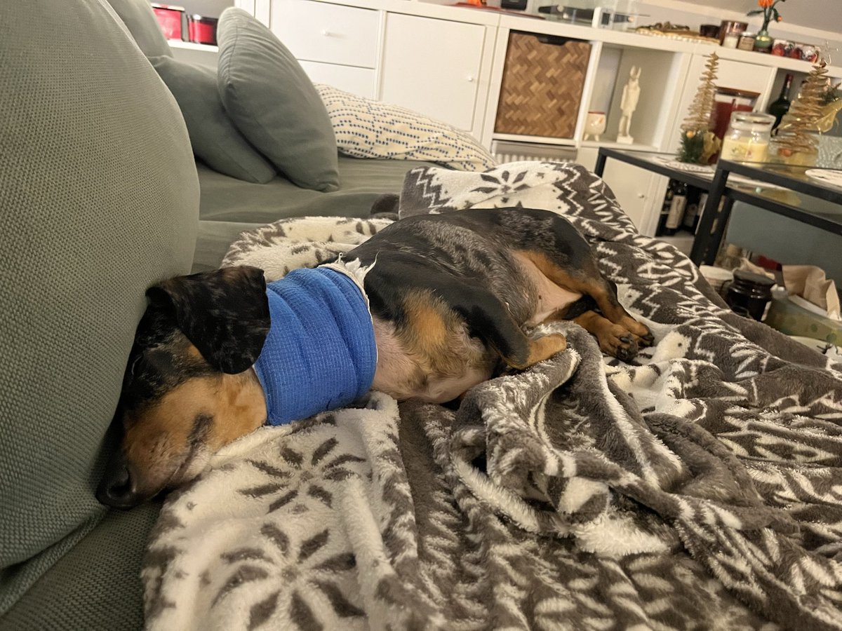 mudlica's tweet image. Prikaz krave dok spava