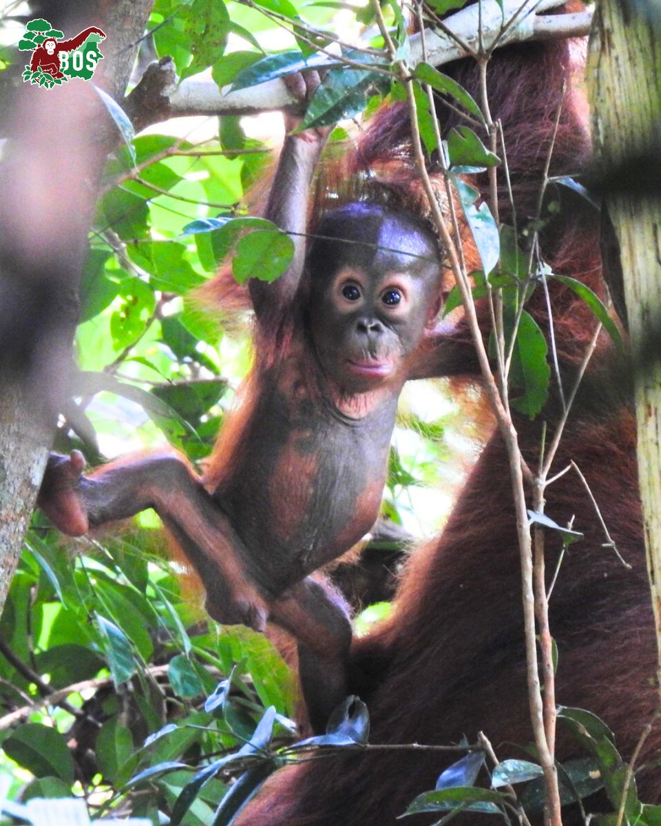 Exciting news from Bukit Baka Bukit Raya National Park!  

Check out who the BOS Foundation's Post-Release Monitoring team spotted: orangutans.com.au/agis-brings-ex…

Spoiler: See photo!😍

#saveorangutans #baby #cute #conservation #love #babynews #notapet
