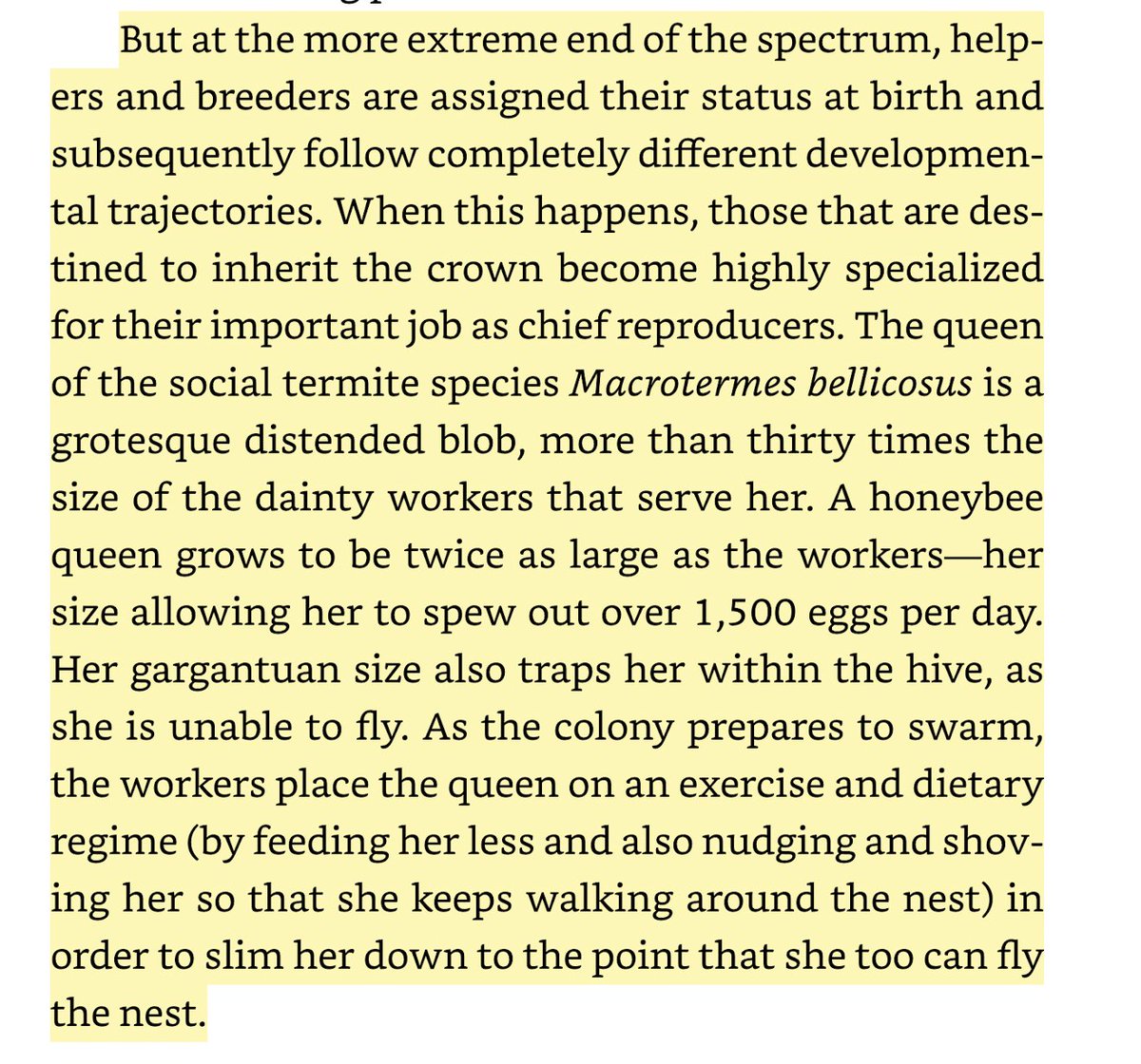sentientist's tweet photo. As a honeybee colony prepares to swarm the workers put the queen on a diet and force her to exercise so she'll be fit to fly. https://t.co/7CnbOTjzCt