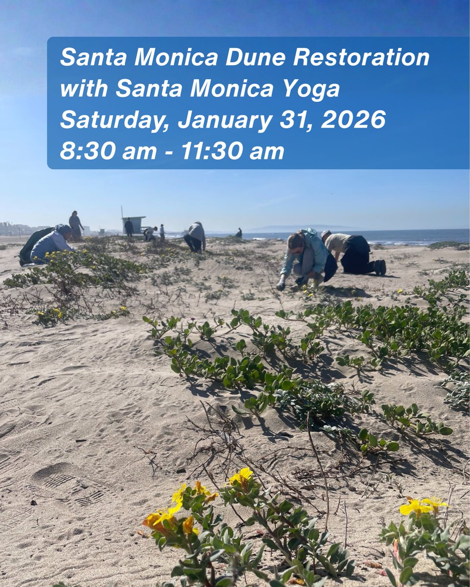 SMBRF's tweet image. Start the year by taking action for the coast! 🌱 Join us this month at our dune restoration sites and be part of coastal resilience in action. We can’t wait to kick off the year making a difference with you on the sand. Learn more &amp;amp; register: santamonicabay.org/events/ 🌊🫶