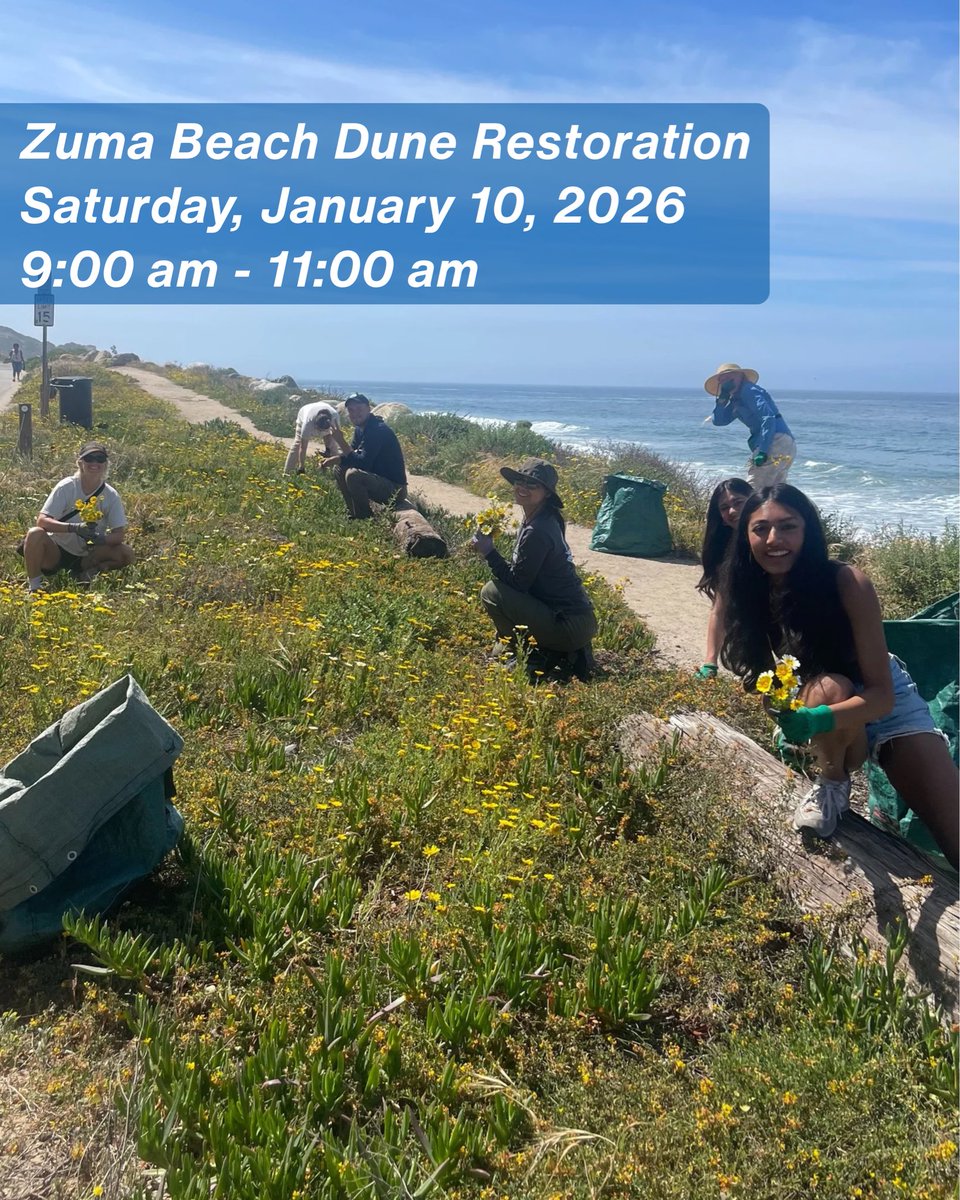 SMBRF's tweet image. Start the year by taking action for the coast! 🌱 Join us this month at our dune restoration sites and be part of coastal resilience in action. We can’t wait to kick off the year making a difference with you on the sand. Learn more &amp;amp; register: santamonicabay.org/events/ 🌊🫶