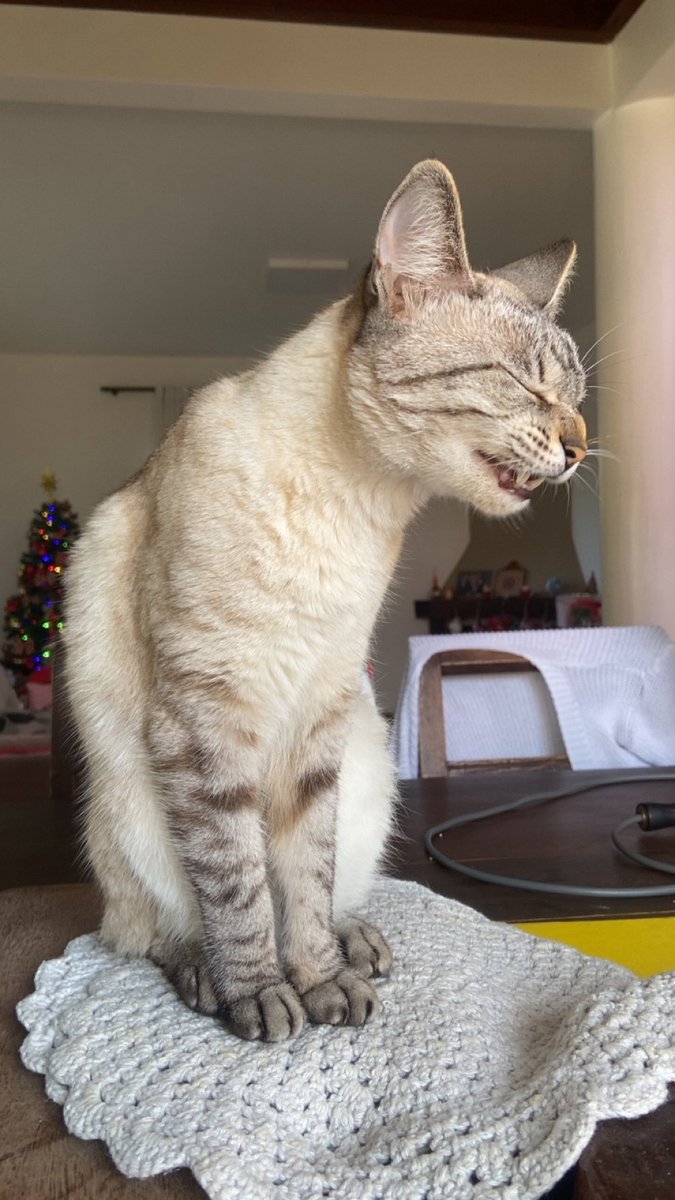 Elasmobea's tweet photo. Ela tá rindo de mim ☹️ https://t.co/WAoymA3CKU