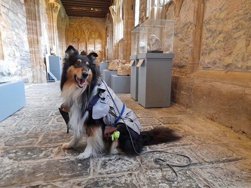 Sir Lucien Barkalot & Gavriel - The IT Collies tweet media