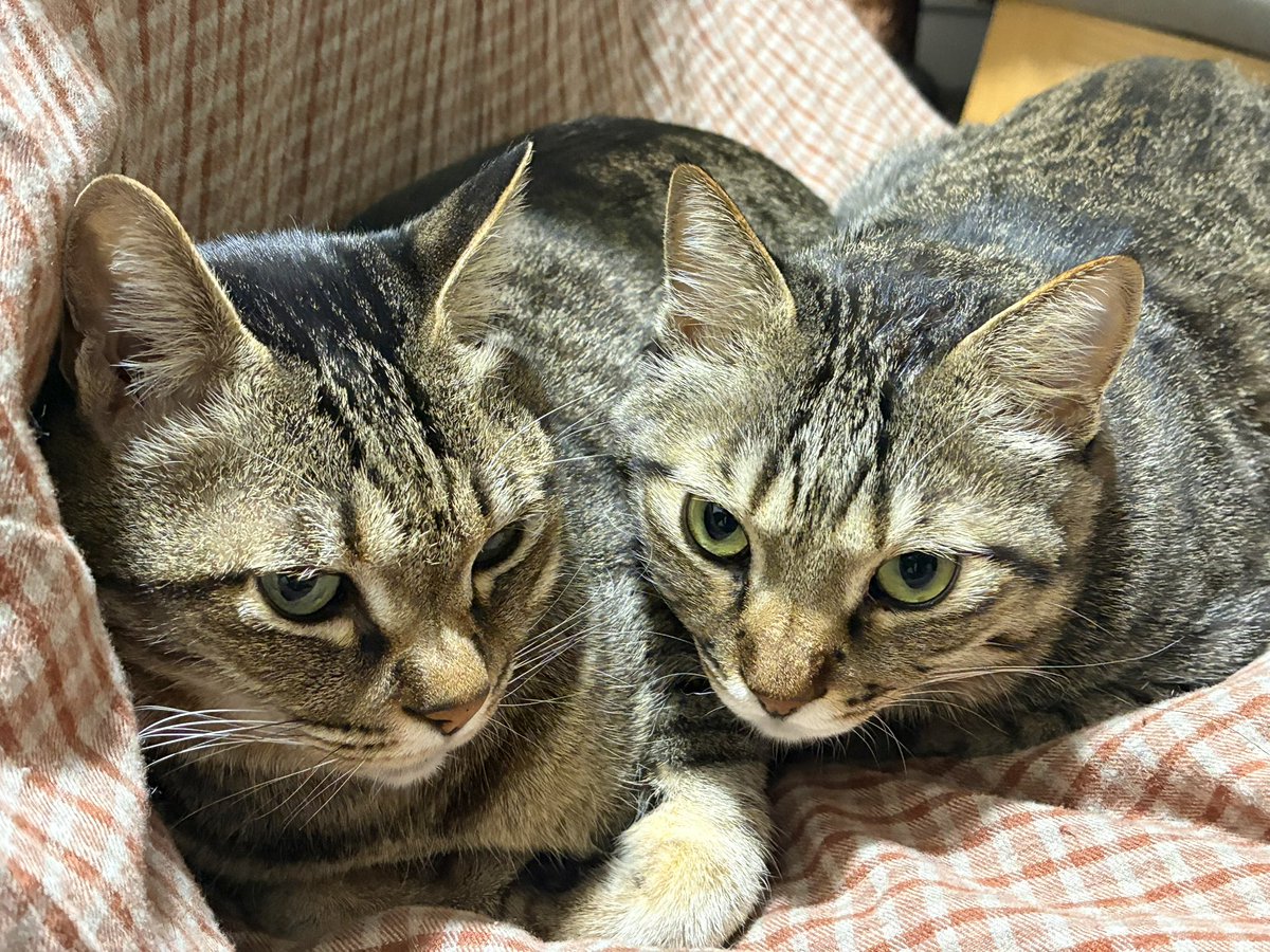 ゆっこページ Makoto Yoshida | / suw What you want will arrive the next day. How