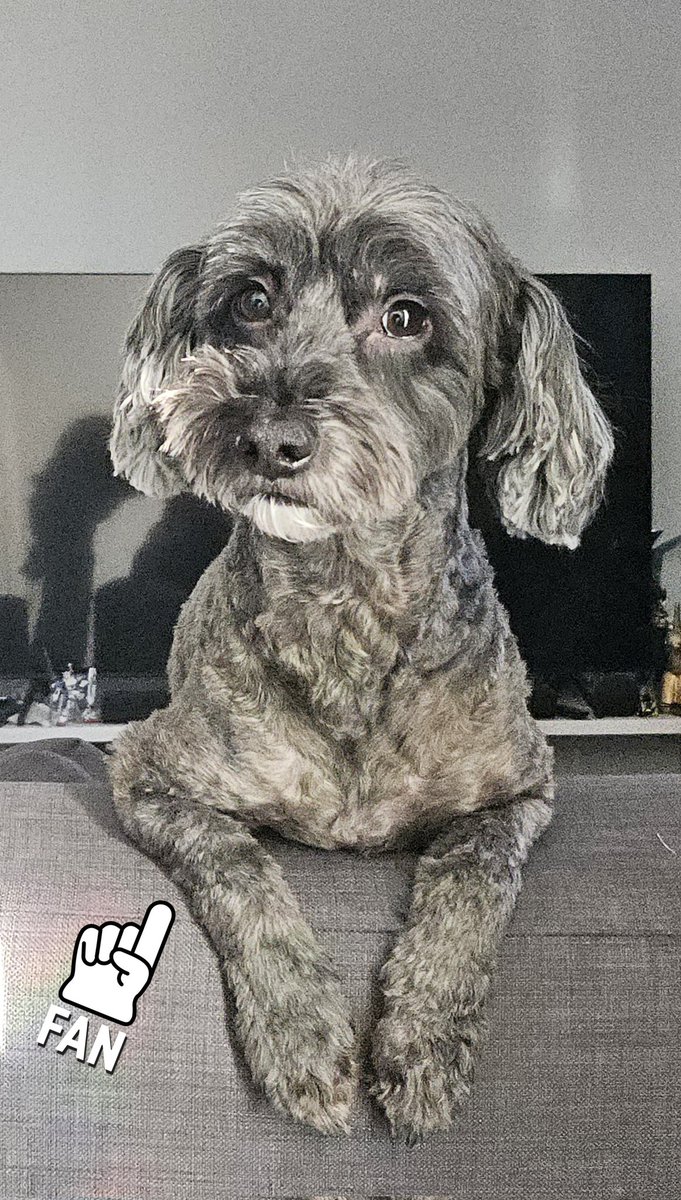 Let me grace your feed with a picture of my dog. Such a  good boy