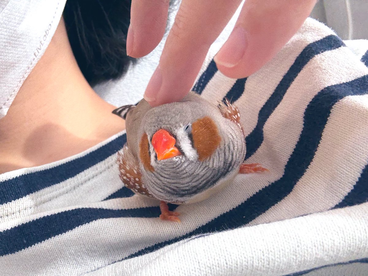 ずーっとなでなでが良いね