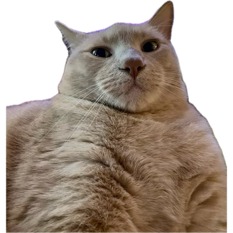 hey y’all my cats say wassup