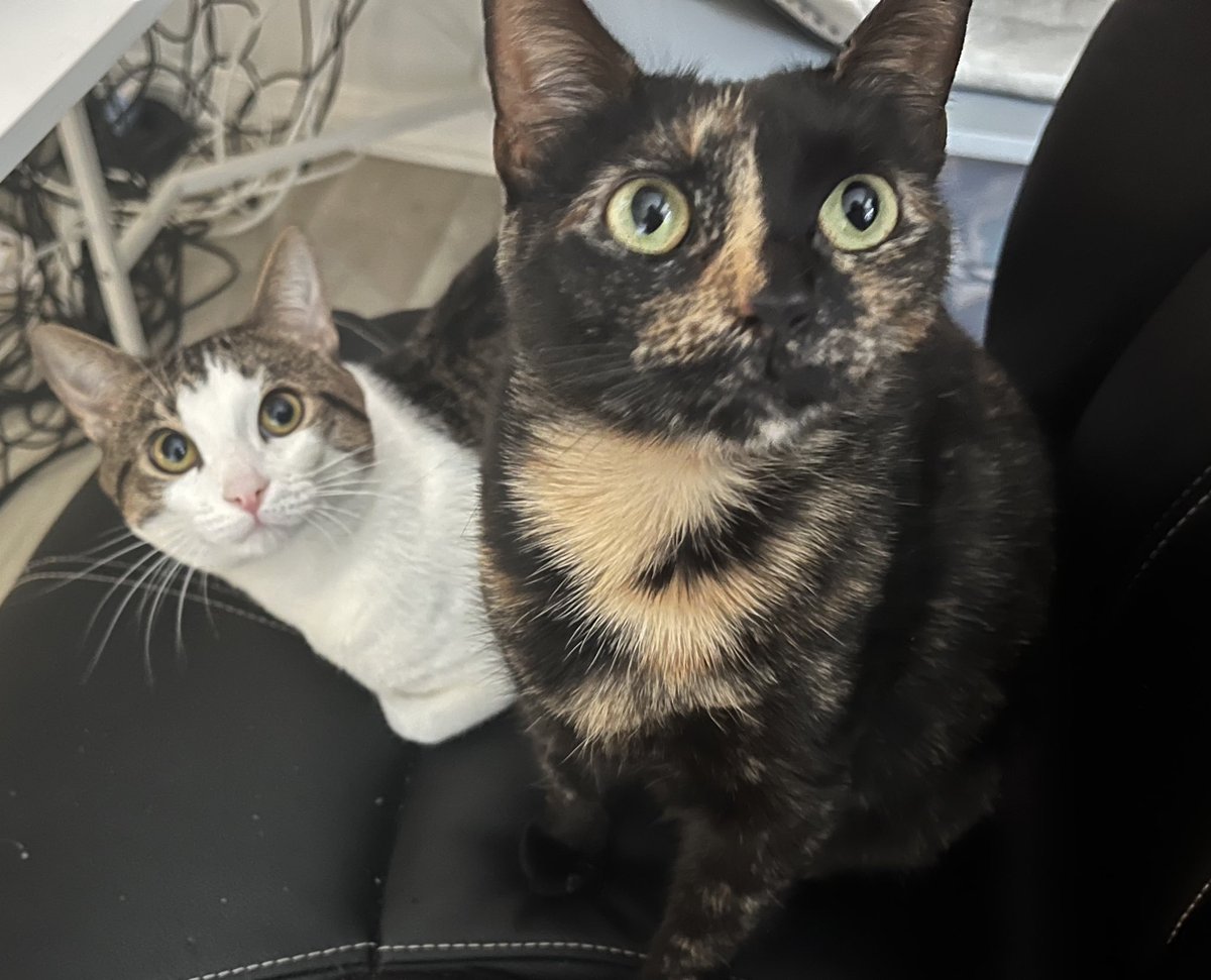 JTolerance tweet media