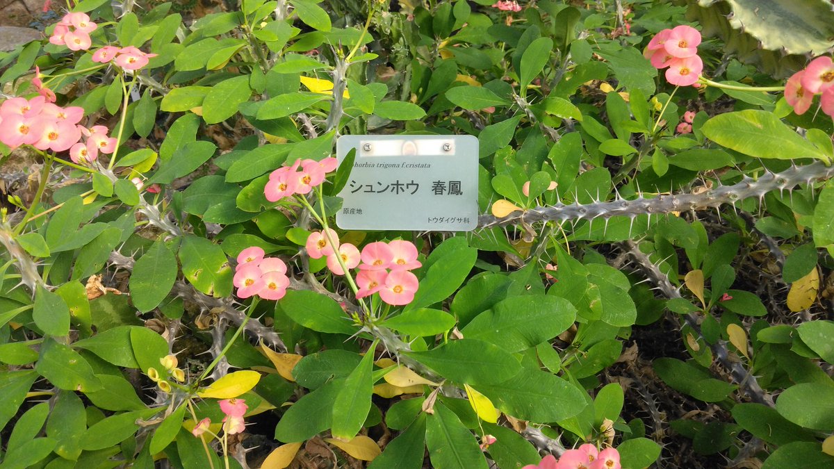 専用ページ　よっちゃん様　o(*^▽^*)o　宜しく申し上げます。 オーダーページ③みっちゃんさん専用ページ よっちゃんページ