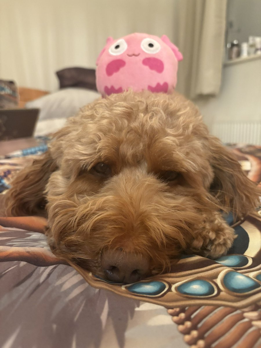 AureliAngel's tweet image. ‘Night Tweeties😘🐶
#SweetDreams #DogLovers #Dogslife #Goodnight #GoodNightX