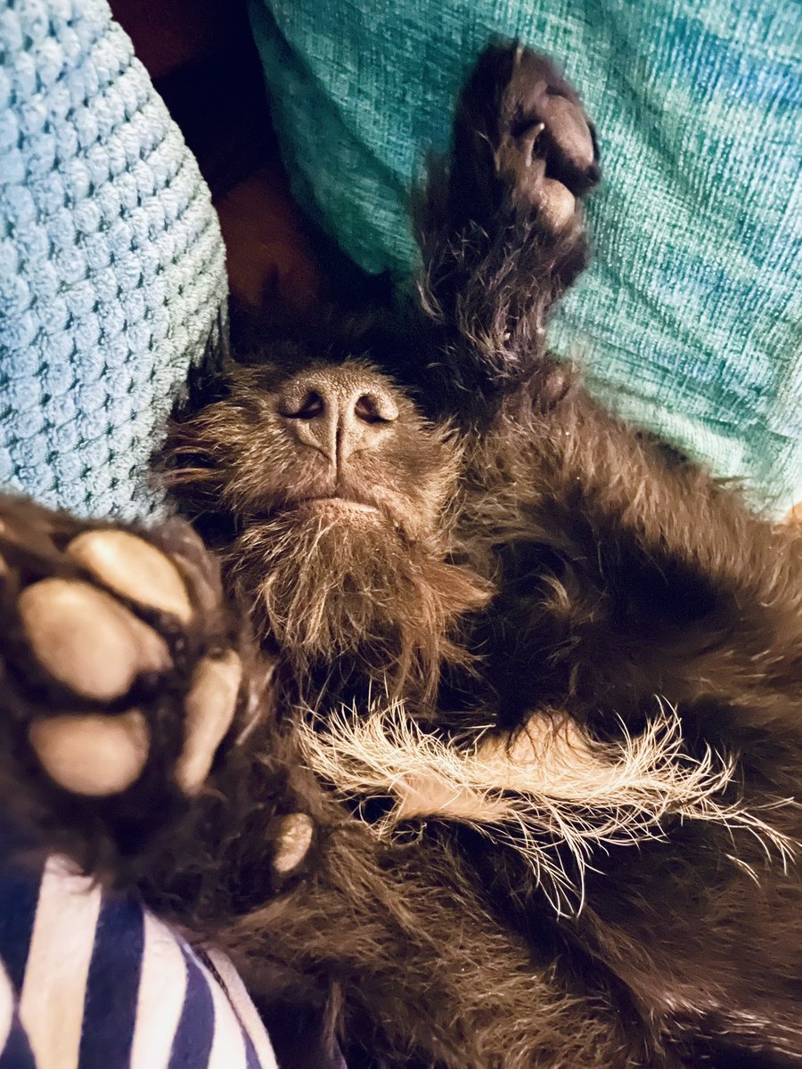 HaggisAdele's tweet image. Zorsted