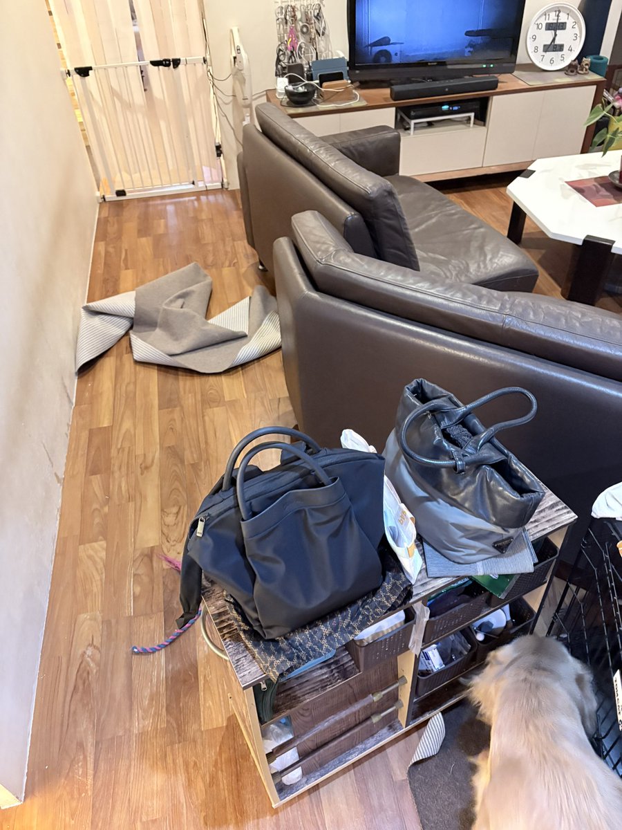 鎌田さん、ワン🐶ちゃん可愛いですよね〜 うちの1歳児も朝から