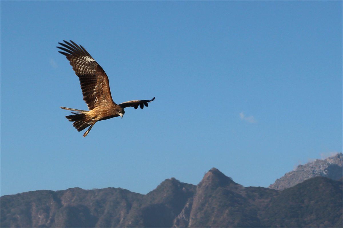 鷹（たか）・鷲（わし）・鳶（とび）の違いがよく分かりませんが一富士二鷹三茄子っていうからせめて初夢前にこの写真撮っておけば･･･

私の中では「とび」ではなく「とんび」なんですけどね