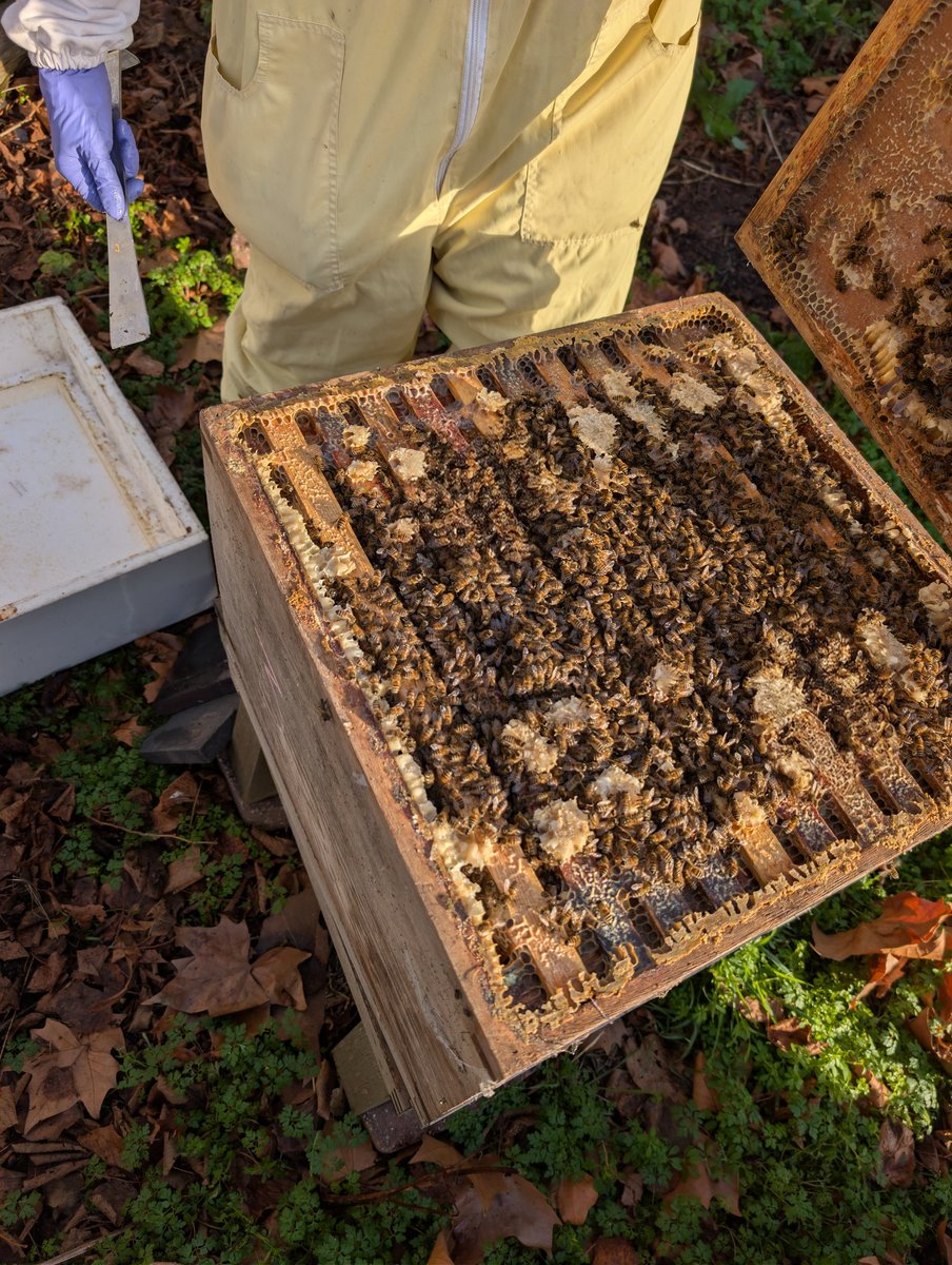 A nice strong colony of bees in Winter is what all Beekeepers aim for.  Here is one of ours, full of bees and food.