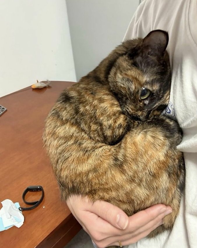 chompedup's tweet image. hes so beautiful princess and so so sad steve please you have ..to hold him like this...