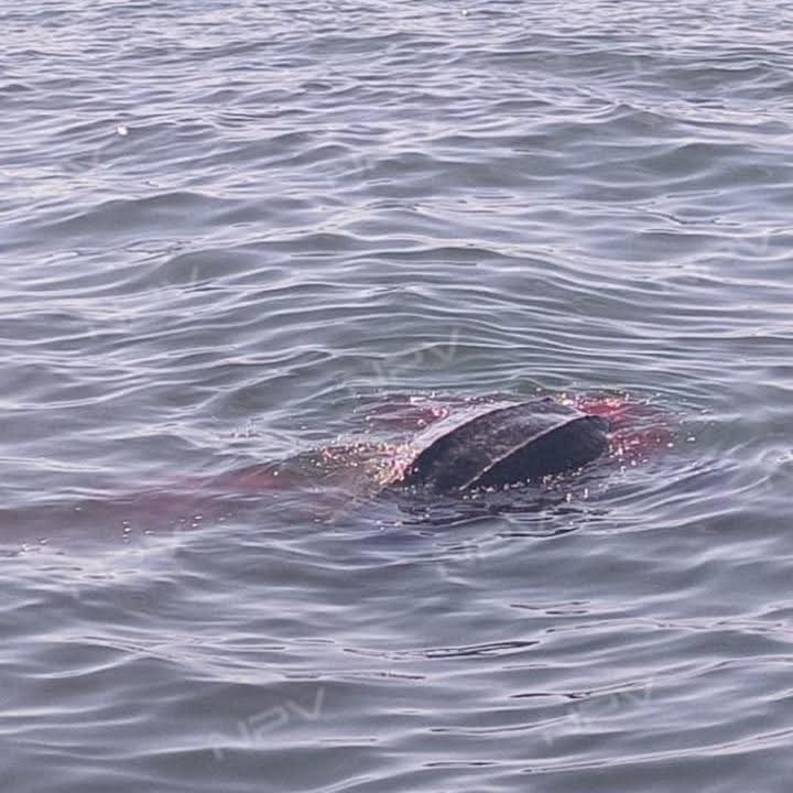 YoAmoaLaCiencia's tweet image. Tortuga laúd muere en Puerto Vallarta: fue golpeada por una embarcación turística

Una tortuga laúd (Dermochelys coriacea), especie en peligro crítico de extinción, murió el 26 de diciembre frente a la costa de Puerto Vallarta tras ser impactada por una embarcación turística.

El…