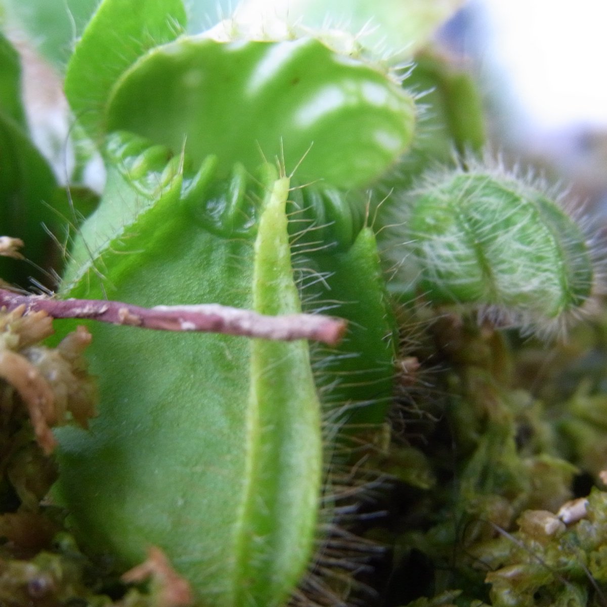 zero7652's tweet image. おはようございます☀今日は久々サンシャイン即売会に参戦しようかと思ってます🌿😆