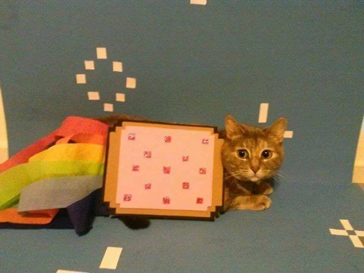 NyanCat's tweet photo. ❤️ https://t.co/4U7piiuewe