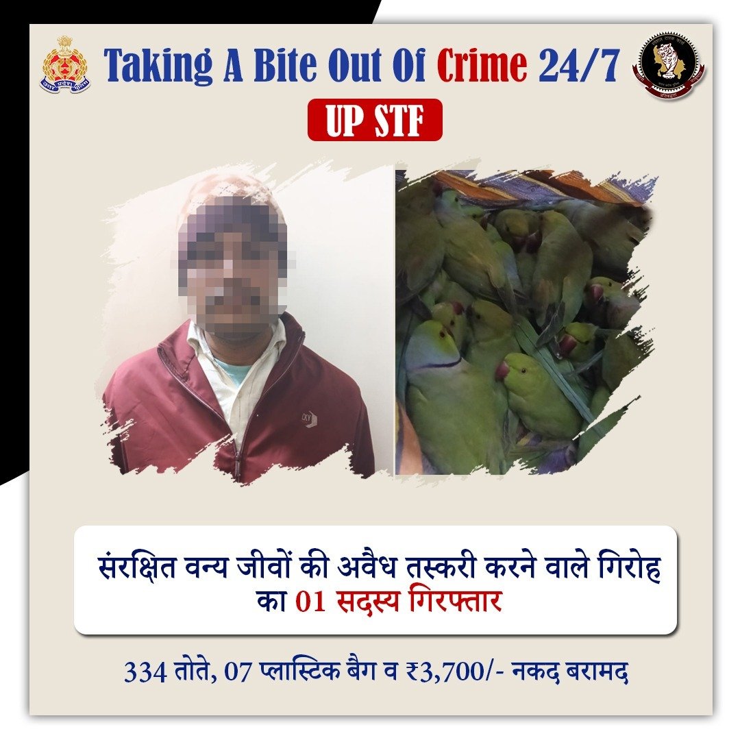 Uppolice's tweet photo. अपराध के प्रति जीरो टॉलरेंस —

संरक्षित वन्य जीवों की अवैध तस्करी करने वाले गिरोह के 01 सदस्य को @uppstf द्वारा जी0आर0पी0 एवं आर0पी0एफ0 के सहयोग से कैंट रेलवे स्टेशन, वाराणसी से गिरफ्तार किया गया। 

अभियुक्त के कब्जे से 334 प्रतिबंधित तोते एवं 07 प्लास्टिक बैग बरामद किए गए हैं।

#UPPAgainstCrime
#WellDoneSTF