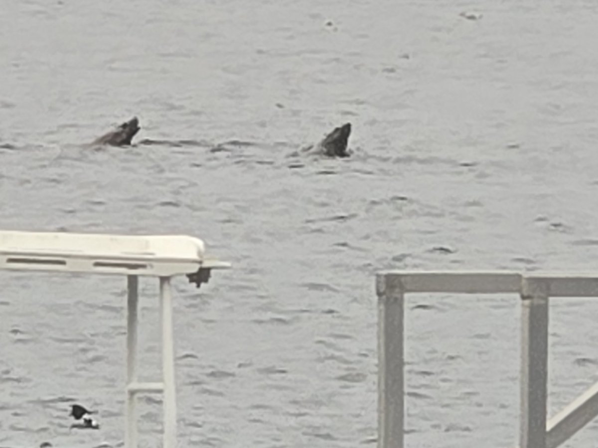 Jūraslauvēni pie májām