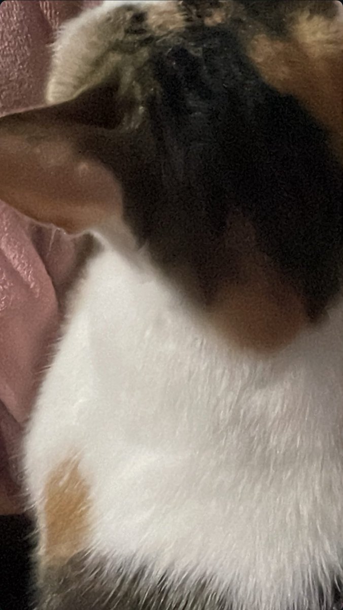 มุมโปรดของลาเต้ นอนโชว์ตัวหันหลังให้ลูบ หลังจากนี้ถ้าเจอสามสีที่ไหนคงนึกถึงแต่ลาเต้ ดาวแมวอย่าอยู่ไกลมากนะ คิดถึง :<