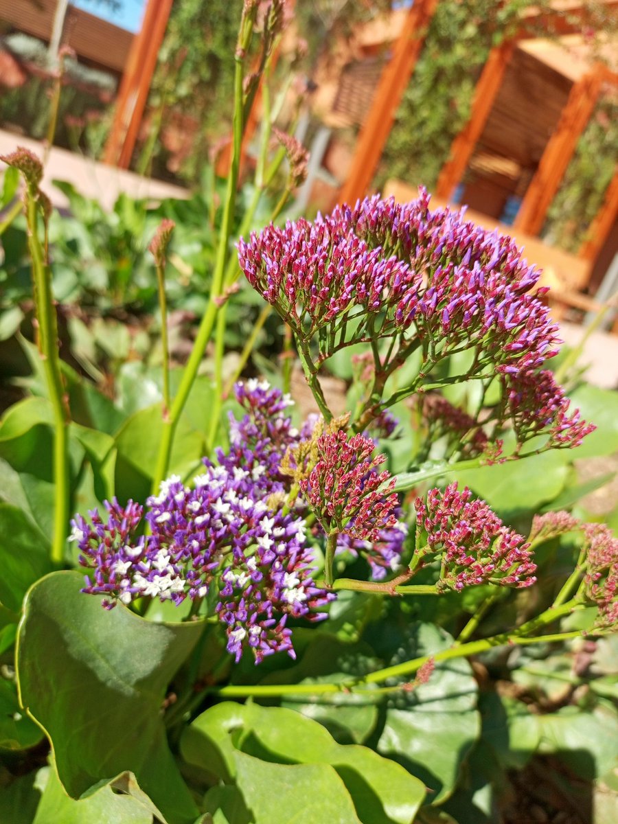 Limonium perezii 📸