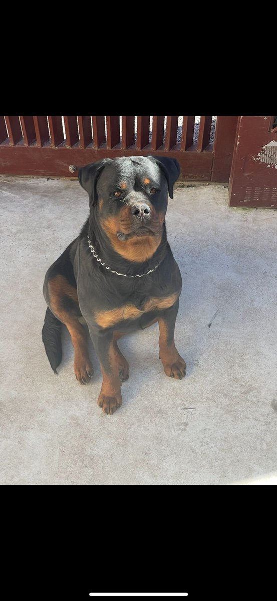 Ninjas In Pyjamas tweet media