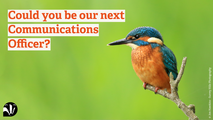 WildlifeTrustSWWales 🦡🐬 tweet media