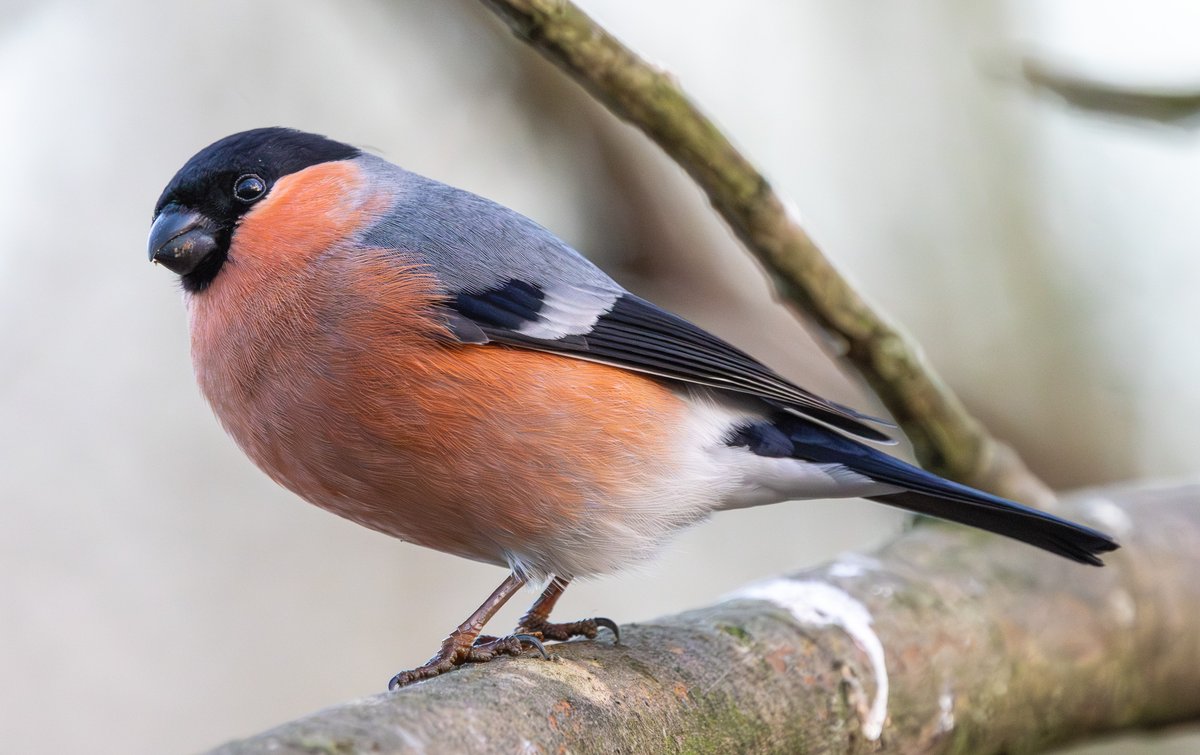 SteveMcDonnell4's tweet photo. @teesbirds1 
Local Bullfinch, Billingham. https://t.co/9lp8m45wyn