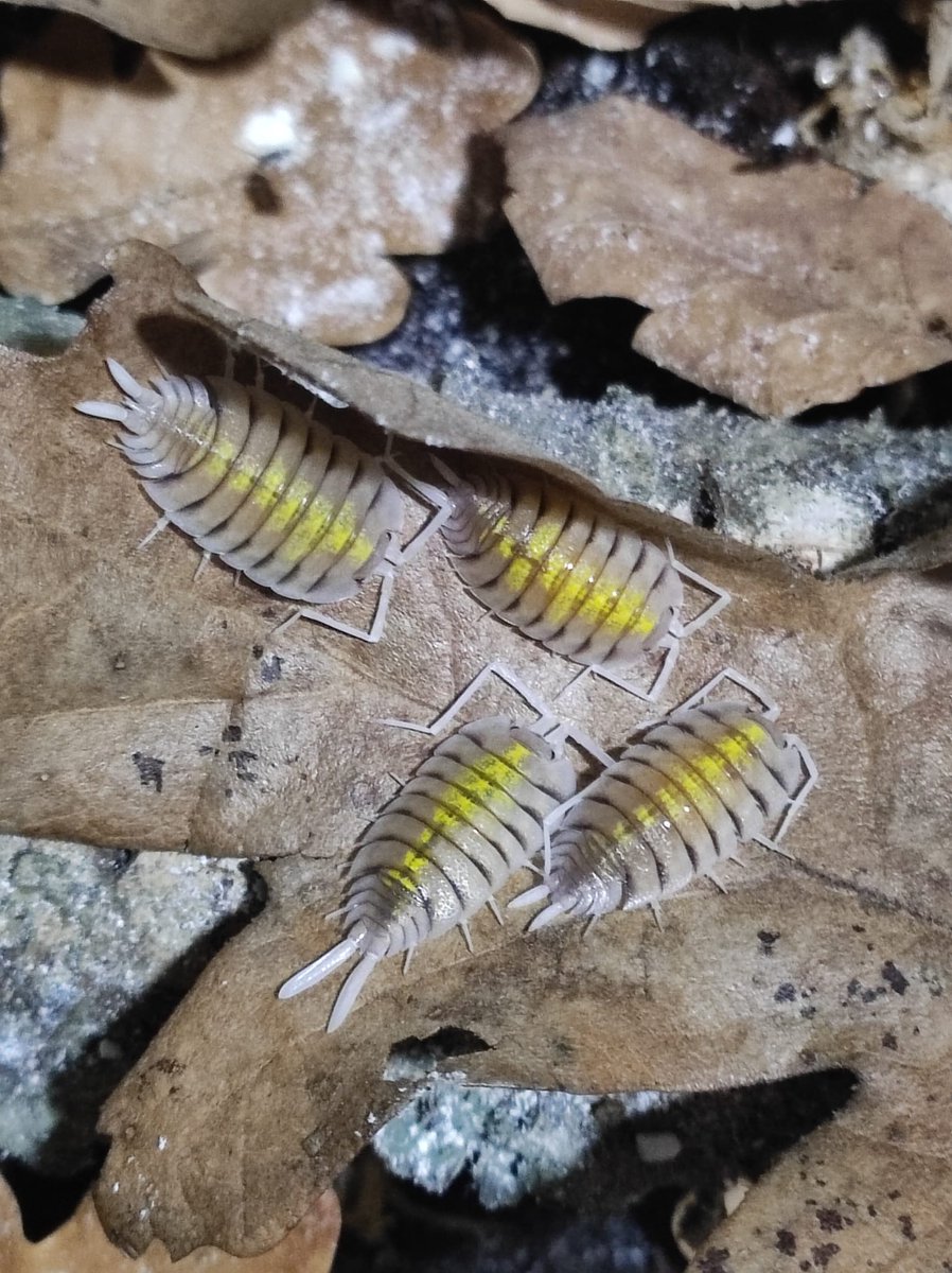 Brotes23 tweet media