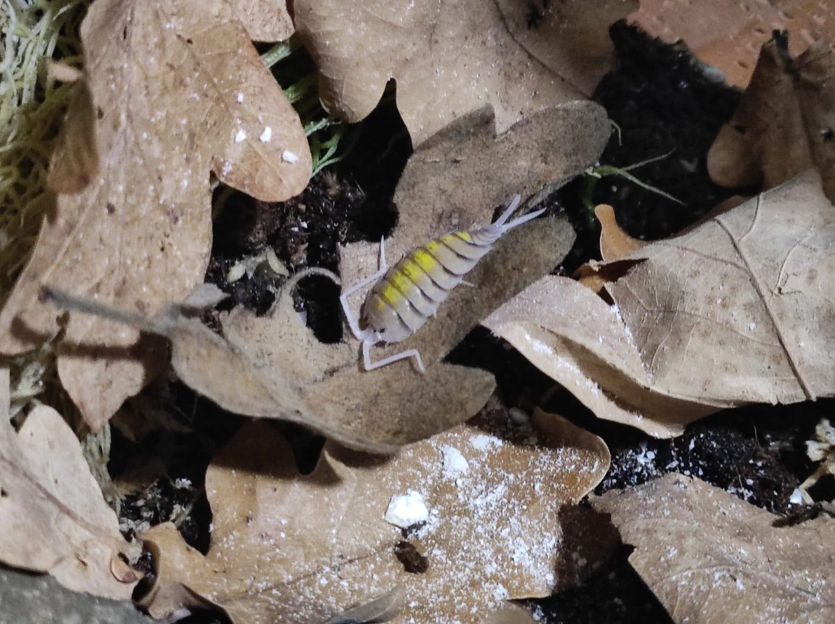 Brotes23 tweet media