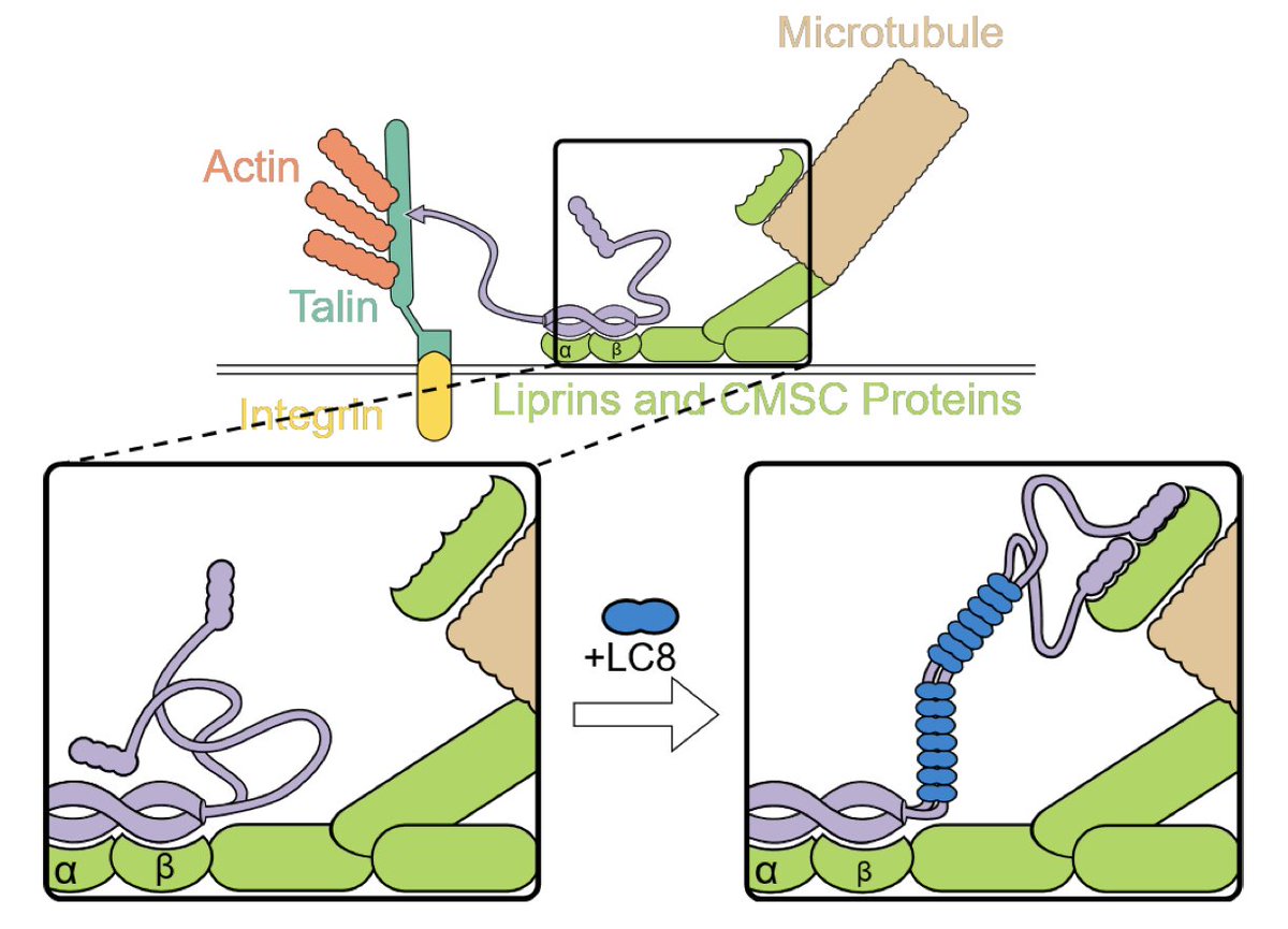 Yoshi__Ichikawa's tweet photo. New collaborative preprint!  
A striking result: a disordered linker in KANK1 binds as many as 15 LC8 dimers, forming a protein rod that bridges cell membranes and microtubules!
https://t.co/fl4zkWSIt7 https://t.co/jET1Aavkq9