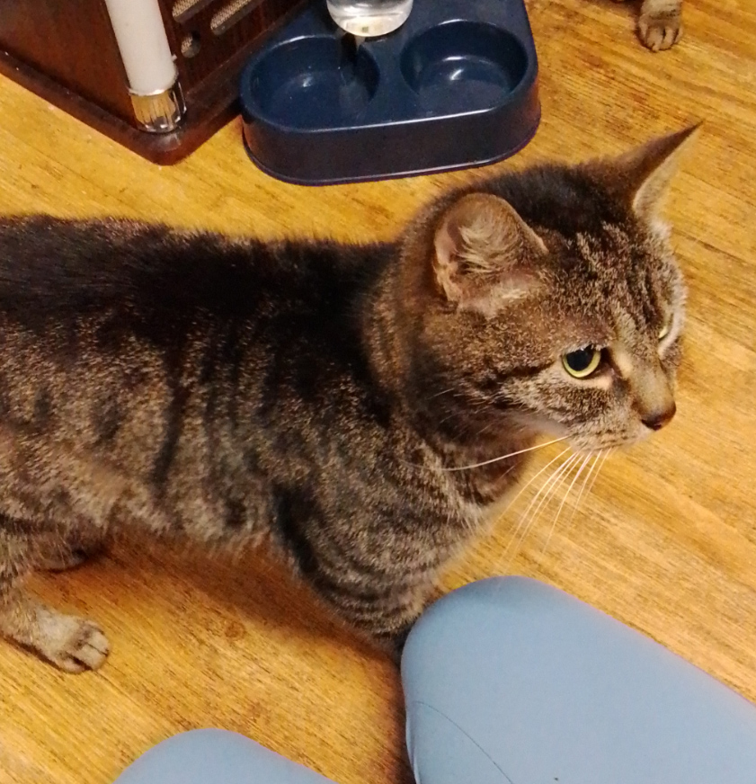 CatCall_UK's tweet image. Have you seen this dear Cat missing from Archery Gardens St Leonards On Sea, see details and contact information catcall.org.uk/lost-and-found…
#CatMissinginStLeonards #MissingCat #CatCall #GettingCatsHome #Caring4Cats #CatRescue #lovecats