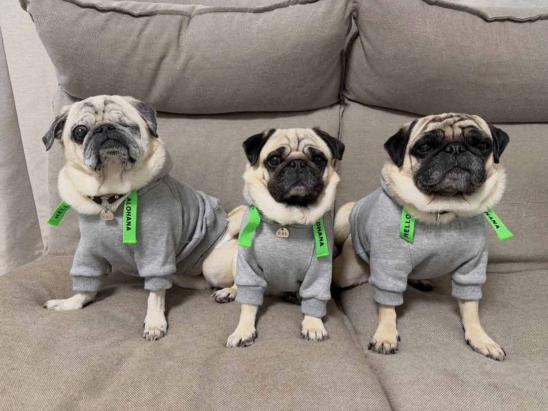 PugCommunity11's tweet photo. 𝗔𝗺 𝗶 𝗯𝗲𝗮𝘂𝘁𝗶𝗳𝘂𝗹 𝘀𝗮𝘆 𝗬𝗲𝘀 𝗼𝗿 𝗡𝗼.🖤 https://t.co/QEv2esyiRP