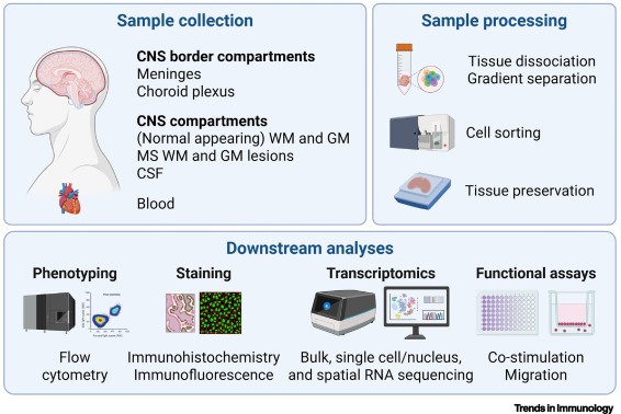 Trends in Immunology tweet media